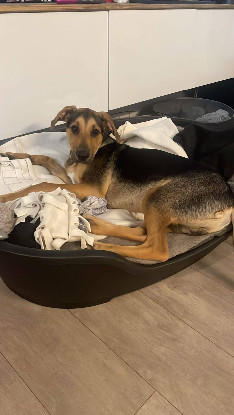 Adoption Layko