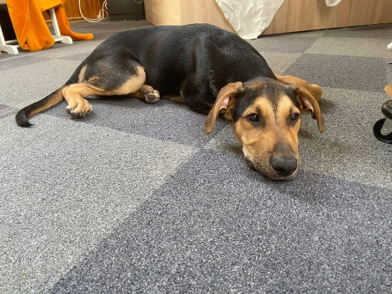 Adoption Layko