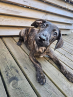 Adopter  chien : Awen