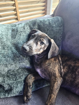 Adopter Awen