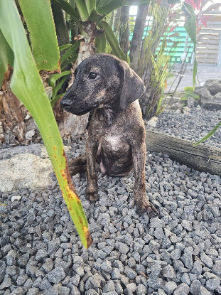 Adoption Awen