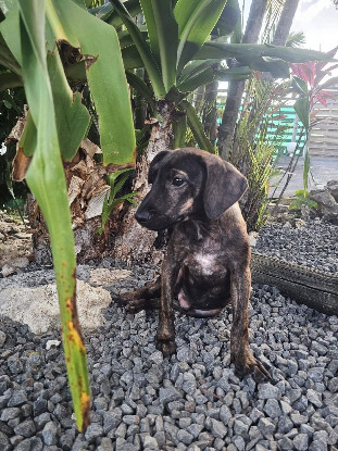 Adoption Awen