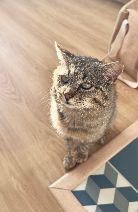 Adopter Jackee