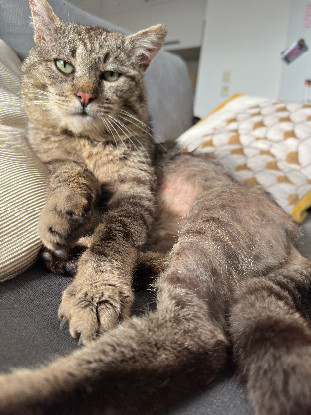 Adopter Jackee