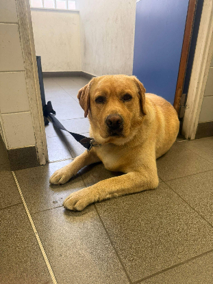 Adopter Simba