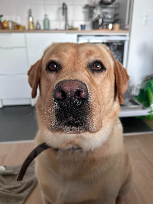Adopter Simba