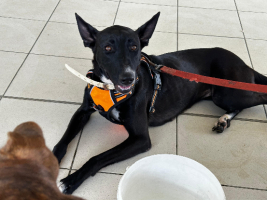 Adopter  chien : Vale