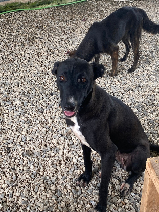 Adopter Vale