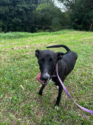 Adopter Vale