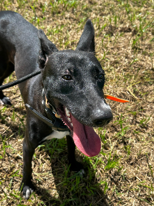 Adoption Vale