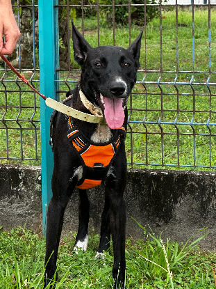 Adoption Vale