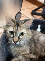 Adopter  chat : Emma