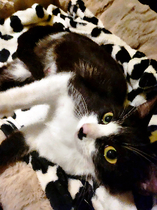 Adopter Daisy