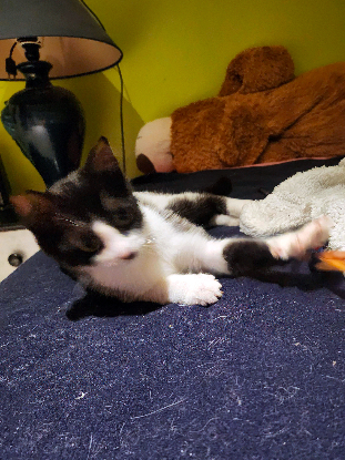 Adopter Daisy