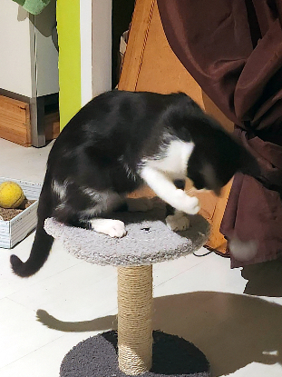 Adopter Daisy