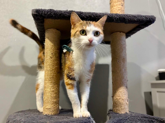 Adopter Minette