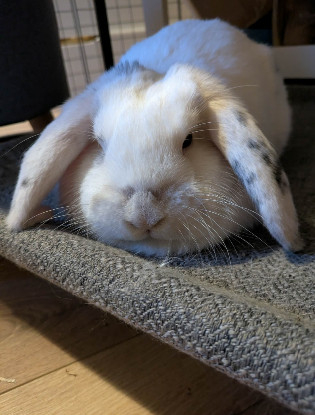 Adopter Clémentine