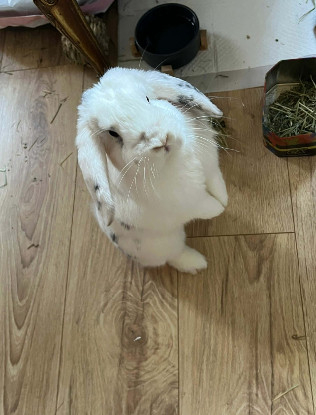 Adopter Clémentine