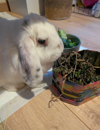 Adopter Clémentine