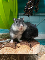 Adopter  NAC : Réglisse et pastis