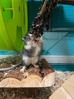 Adopter Réglisse et pastis