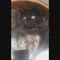 Adopter  chat : Loucha