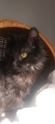 Adopter Loucha