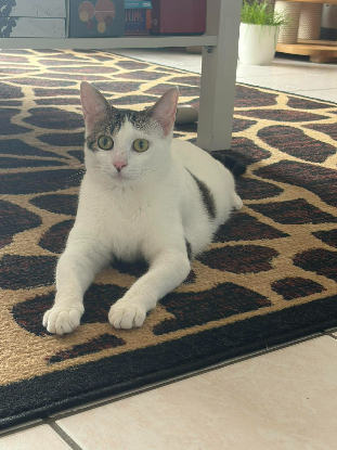 Adoption Nagini