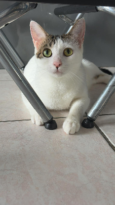 Adopter Nagini