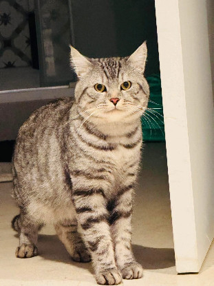 Adopter Clavo