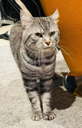 Adopter Clavo