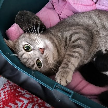 Adopter Nala