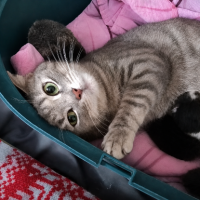 Adopter  chat : Nala