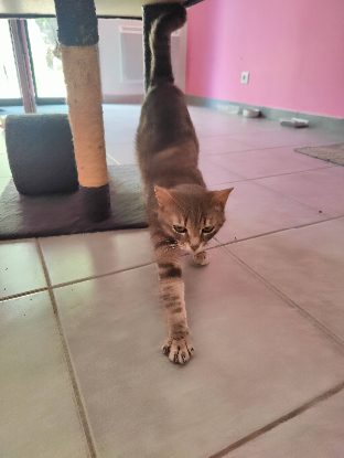 Adopter Nala