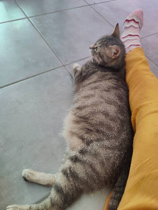 Adopter Nala