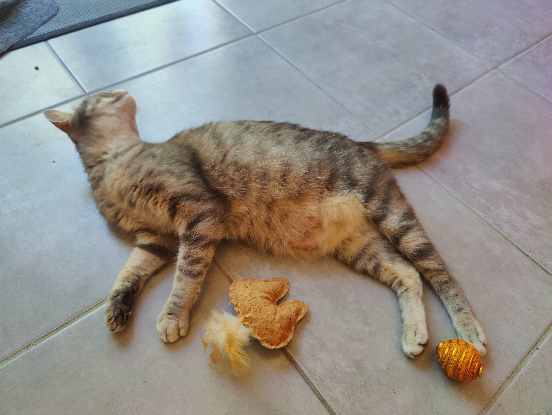 Adoption Nala
