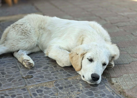 Adopter Andrea