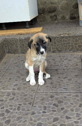 Adopter Fanny