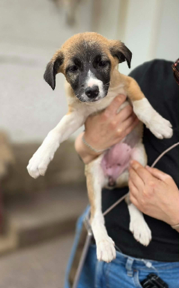 Adopter Fanny