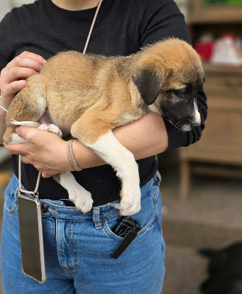 Adopter Fanny
