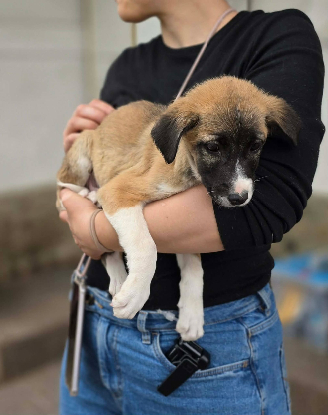 Adoption Fanny