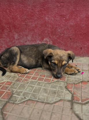 Adopter Malo