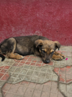 Adopter  chien : Malo