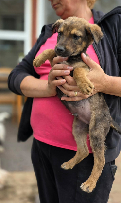 Adopter Malo
