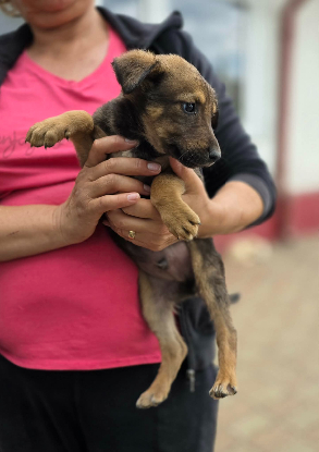 Adopter Malo