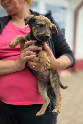 Adoption Malo