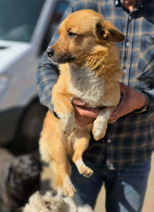 Adopter Pepe