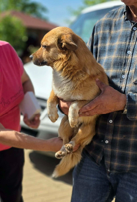 Adopter Pepe