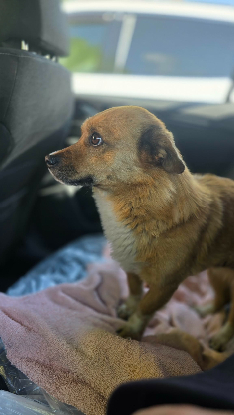 Adopter Pepe