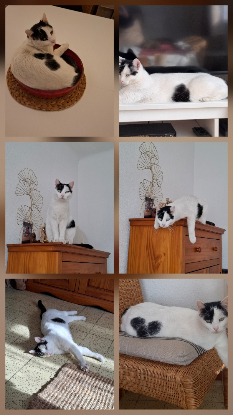 Adopter Peaky